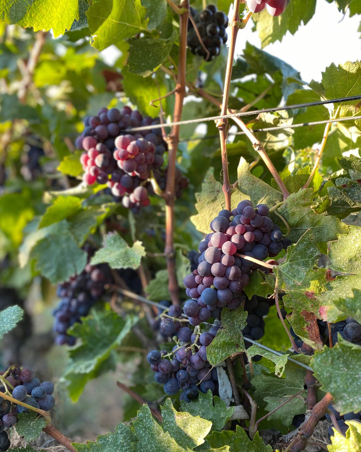 图片_20240604192818.jpg 图片_20240604192818.jpg